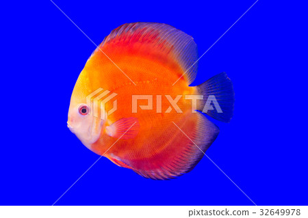Pompadour Fish 32649978