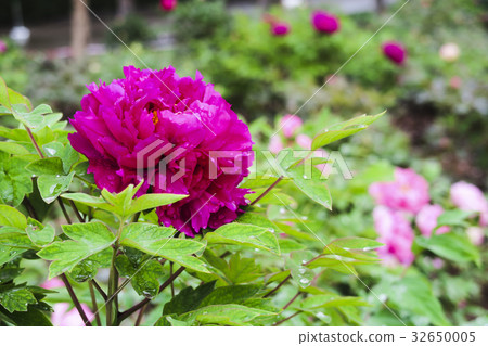 花王牡丹 32650005