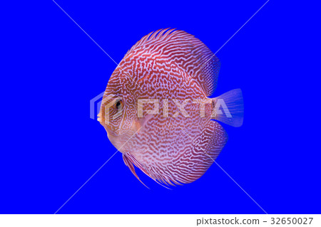 Pompadour Fish Pompadour Fish 32650027