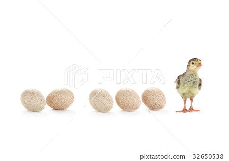 Turkey Turkey 32650538