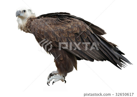 griffon vulture 32650617