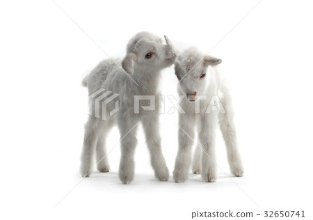 two goat 32650741