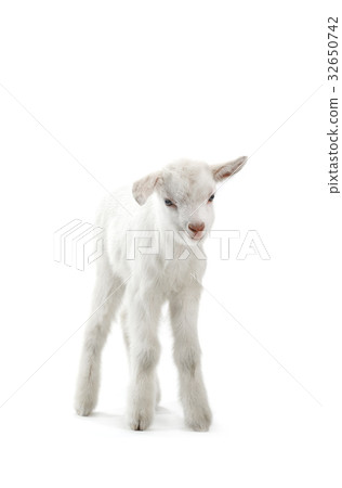 goat 32650742