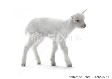 goat 32650744
