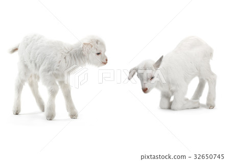 two  goat 32650745