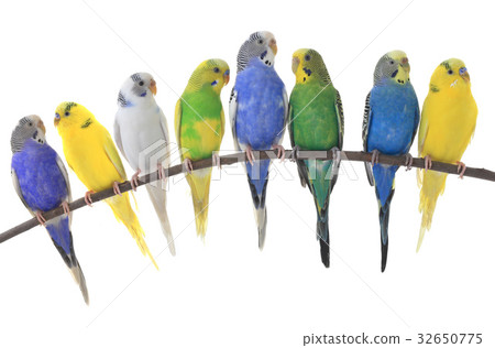 budgerigars australian parakeets budgerigars australian parakeets 32650775