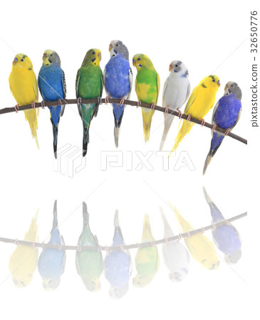 budgerigars australian parakeets 32650776