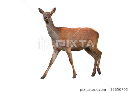 deer deer 32650795