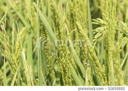 Unripe rice plantation Unripe rice plantation 32650882