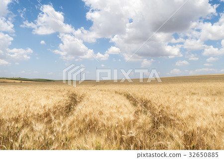 Harvest of ripe wheat Harvest of ripe wheat 32650885