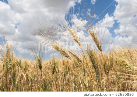 Harvest of ripe wheat Harvest of ripe wheat 32650886