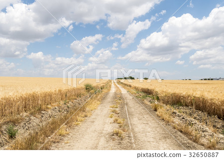 Path through ripe wheat field Path through ripe wheat field 32650887