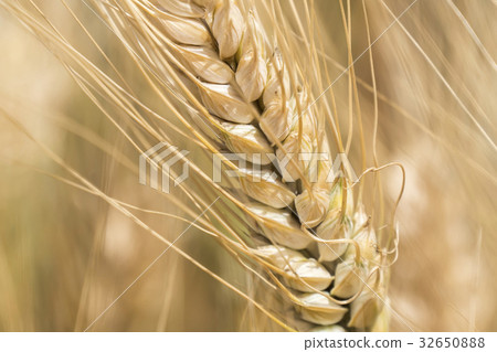 Harvest of ripe wheat, golden spike Harvest of ripe wheat, golden spike 32650888
