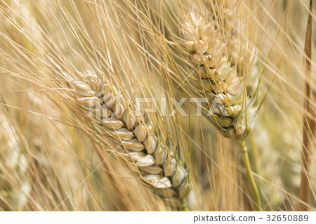 Harvest of ripe wheat, golden spike Harvest of ripe wheat, golden spike 32650889