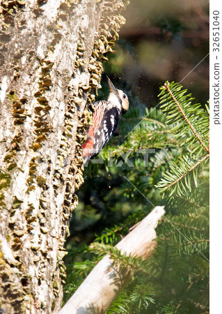 大斑啄木鳥 32651040