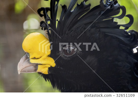 Grand Hocco, Great curassow 32651109