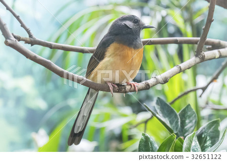 White-Rumped Shama in a branch, Turdidae White-Rumped Shama in a branch, Turdidae 32651122