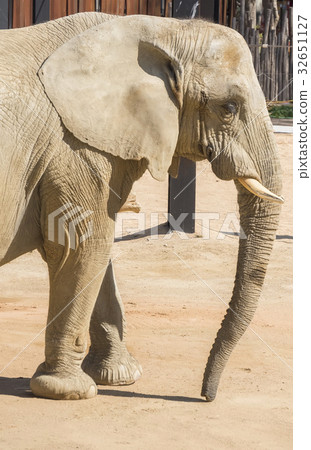 Elephant staying calm, Elephantidae 32651127