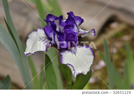 Murorakuin德國鳶尾花 Murorakuin德國鳶尾花 32651129