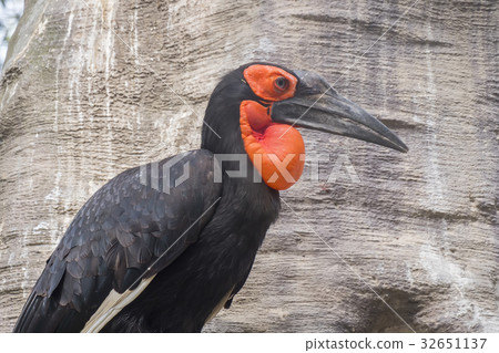 Hornbill southern ground, Bucorvus leadbeateri 32651137