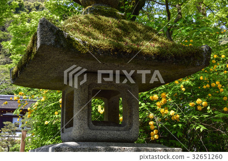 Matsuo Taisha Yamabuki Matsuo Taisha Yamabuki 32651260