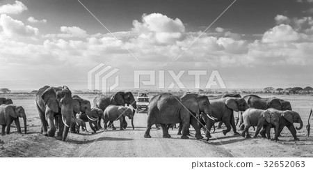 Herd of big wild elephants crossing dirt roadi in 32652063