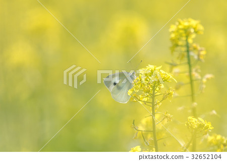 Butterfly 2 of rape field 32652104