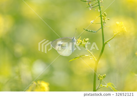 Butterfly 1 of rape field Butterfly 1 of rape field 32652121