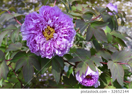 Honmaji Peony Honmaji Peony 32652144