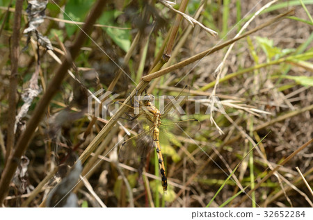 Natsu Akane的女性 32652284