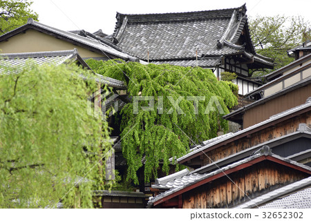 Misonasaka Akebonotei early blooming cherry blossoms Misonasaka Akebonotei early blooming cherry blossoms 32652302