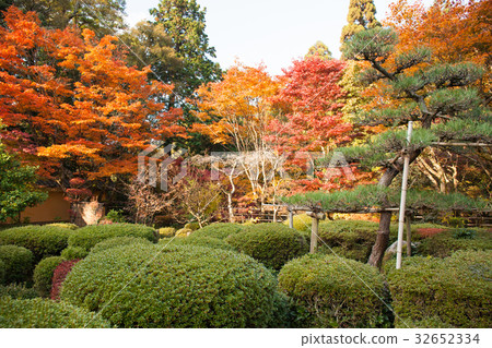 Koto Miyama Saimyoji 9 Koto Miyama Saimyoji 9 32652334