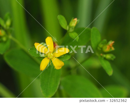 Otomoliths 32652362