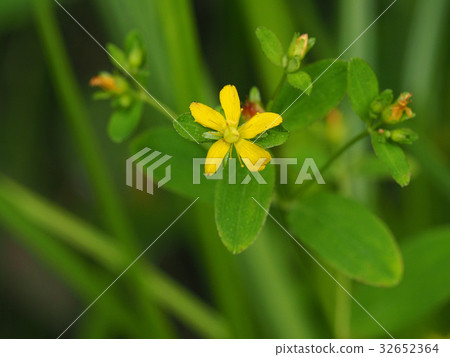 Otomoliths Otomoliths 32652364