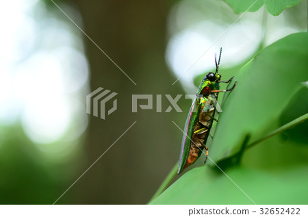 Side view of Yamato bug, Yamato eggworm 32652422