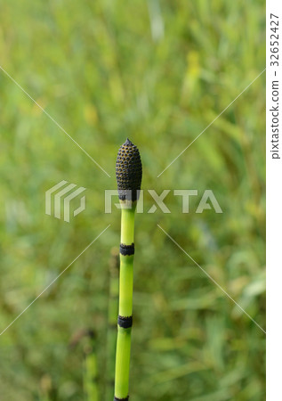 木賊馬尾花 照片素材 圖片 圖庫