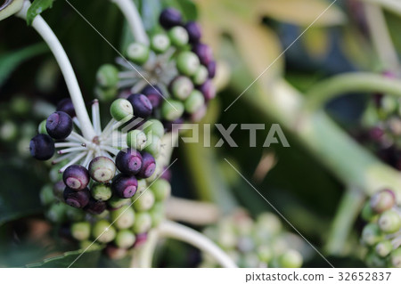 水果在一個混蛋 32652837