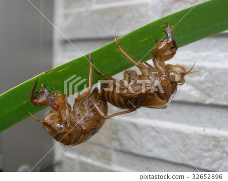 Shellfish of two semis Shellfish of two semis 32652896