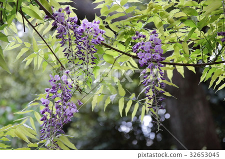 Wisteria flowers Wisteria flowers 32653045