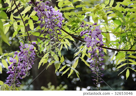 Wisteria flowers Wisteria flowers 32653046