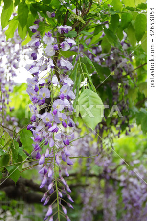  紫藤花 32653053