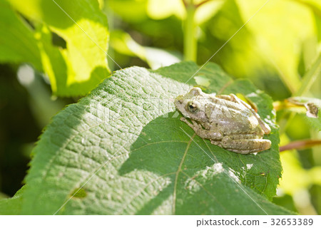 Kajikagaeru in the forest 32653389