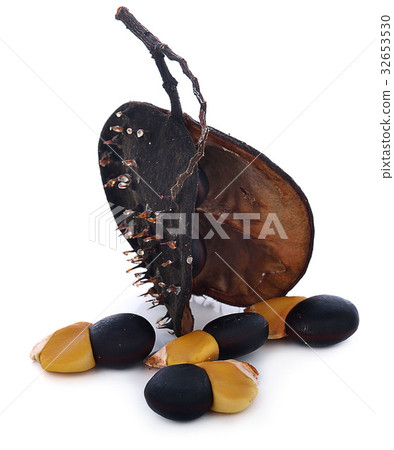 Ormosia (Makha) Seeds 32653530