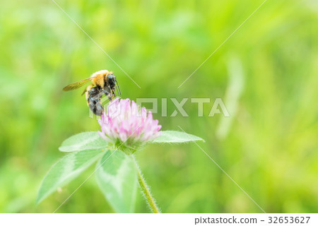 Bee and red clover 32653627