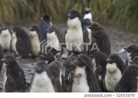 Rockhopper Penguin chicks Rockhopper Penguin chicks 32653870