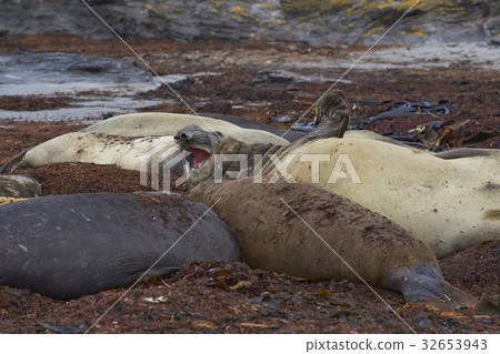 Southern Elephant Seals 32653943