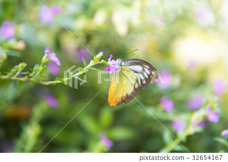 Batterfly in forest. Batterfly in forest. 32654167