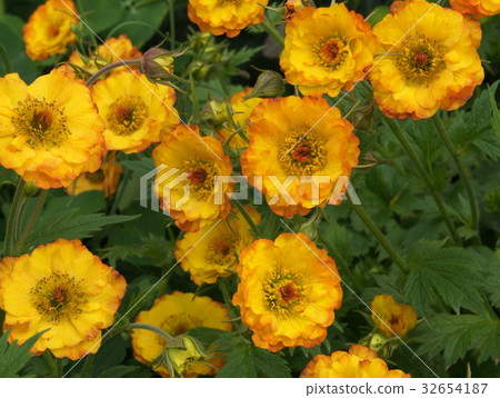 金縷梅(西蘿蔔草) 金縷梅(西蘿蔔草) 32654187