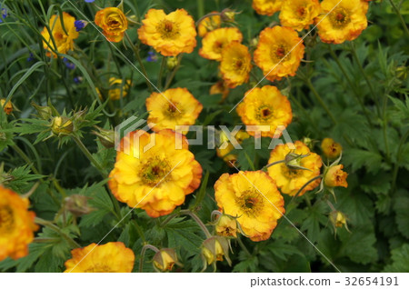 Geum (Western radish grass) Geum (Western radish grass) 32654191