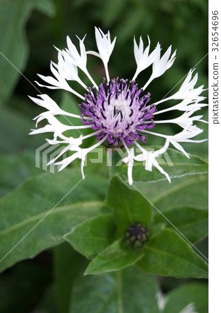 Yam Yagurugaku: white (mountain chrysanthemum) Yam Yagurugaku: white (mountain chrysanthemum) 32654696